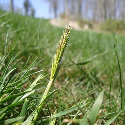 planting crabgrass seed Quick-N-Big Crabgrass Seed
