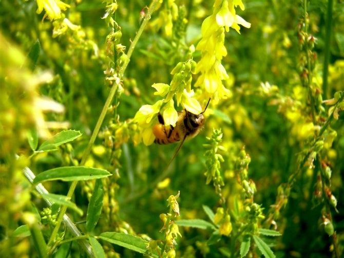 Sweet Clover Seed (Yellow Blossom)