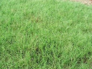 Giant Bermuda Grass Seed (Hulled)