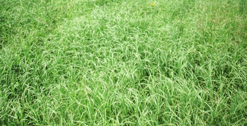 Wrangler Bermuda Grass Seed