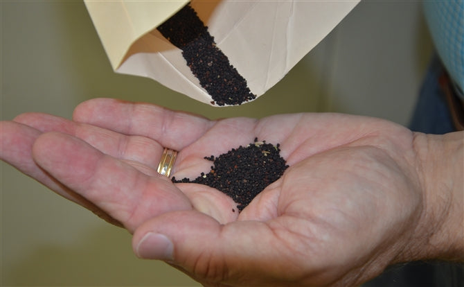 Arrowleaf Clover Seed (Blackhawk)