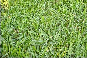 Argentine Bahia Pasture Grass Seed