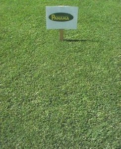 Panama Bermuda Grass Seed