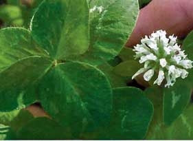 Ladino Clover Seed (California)