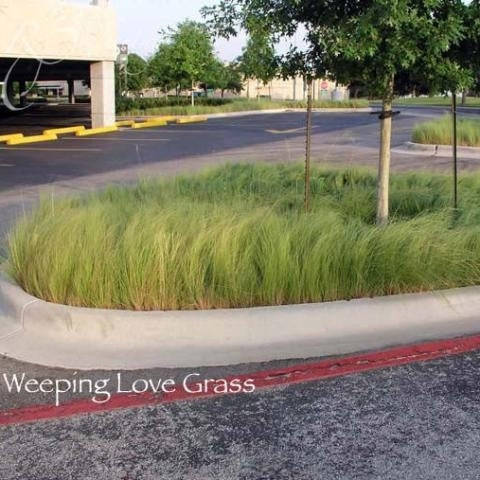 Weeping Lovegrass Seed