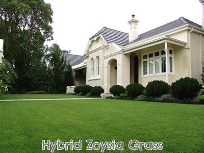 Hybrid Zoysia Grass Seed