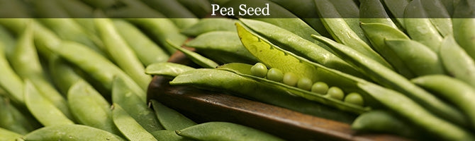 Pea Seed