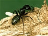 Carpenter Ants
