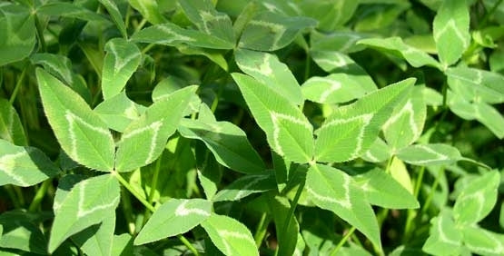 Arrowleaf Clover Seed (Yuchi)