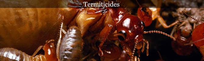 Termites