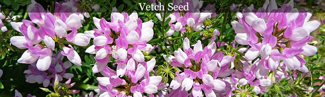 Vetch Seed