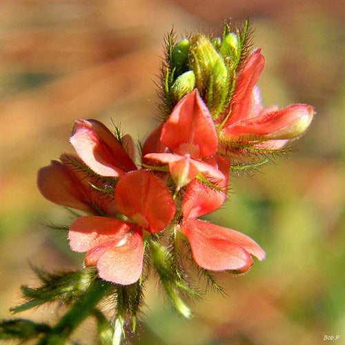 Hairy Indigo Seed