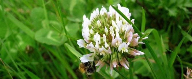 White Clover Seed (White Dutch)