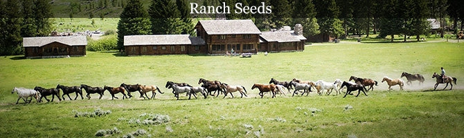 Pasture Seeds