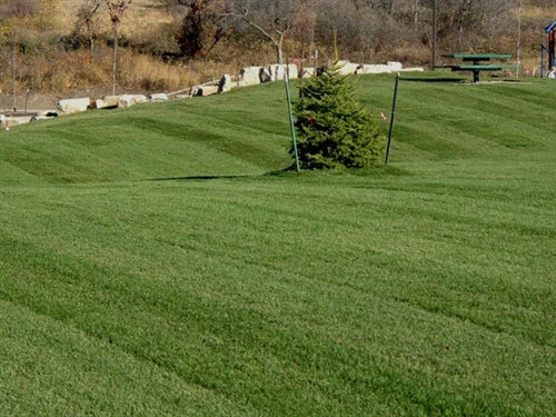 Midnight Kentucky Bluegrass Seed