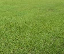 Pensacola Bahia Lawn Grass Seed