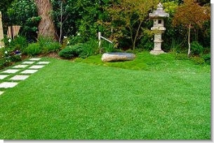 Zoysia Grass Seed Collection