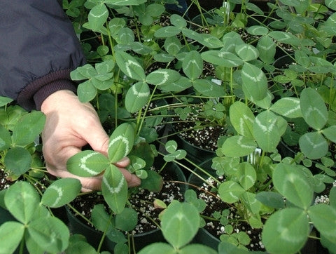 Arrowleaf Clover Seed (Apache)