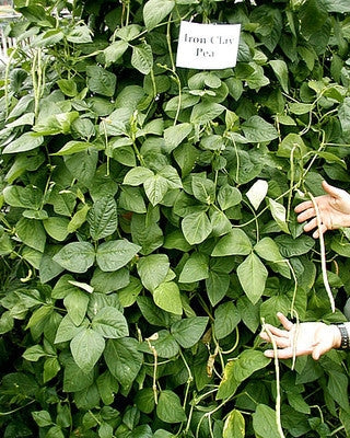 Iron & Clay Cowpeas