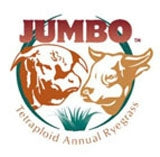 Jumbo Tetraploid Annual Ryegrass