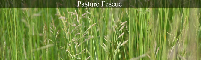 Fescue Forage Grass