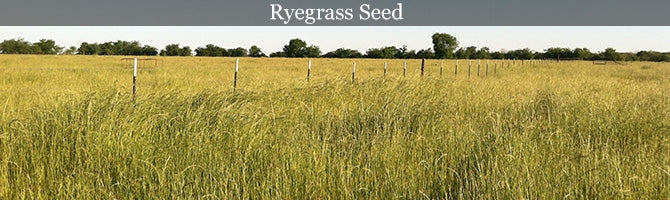 Ryegrass Seed