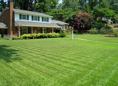 Compadre Zoysia Grass Seed