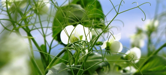 Whistler Winter Peas