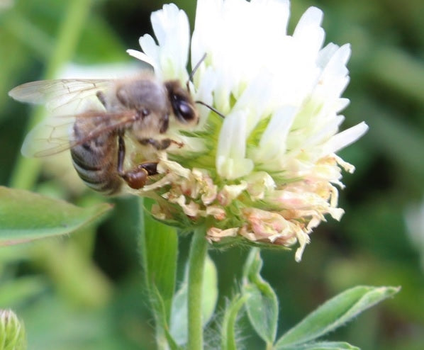 Berseem Clover Seed (Frosty)