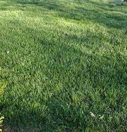 T.L.C Plus (Titan Tall Fescue & KBG Mix)