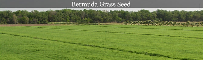 Bermuda Grass Seed