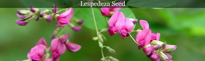 Lespedeza Seed