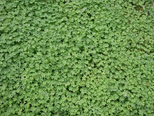 Micro Clover Seed