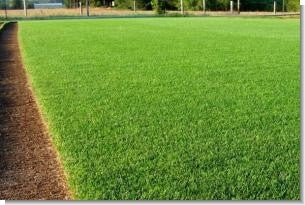 Perennial Ryegrass Seed