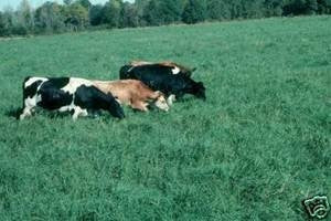 Tifton 9 Bahia Pasture Grass Seed