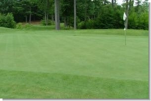 13M Creeping Bentgrass Seed