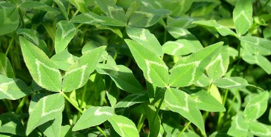 Arrowleaf Clover Seed (Yuchi)