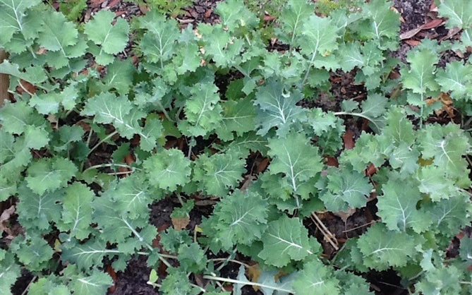 Kale Seed