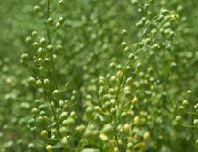 Camelina Seed
