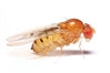 Fruit Flies