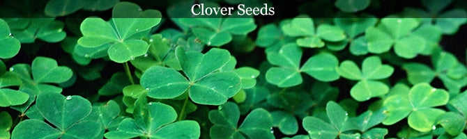 Clover Seeds