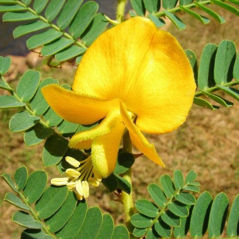 Aeschynomene Vetch Seed