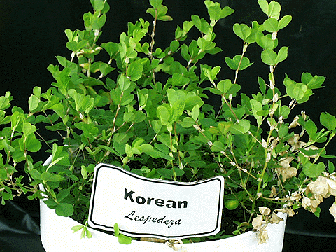 Korean Lespedeza Seed