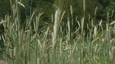 Triticale Seed (Tri 324)