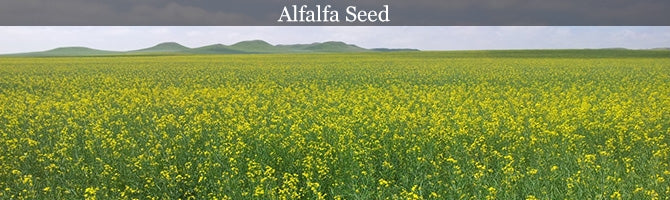 Alfalfa Seed