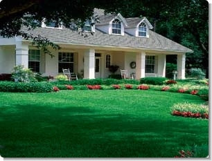 Centipede Grass Seed