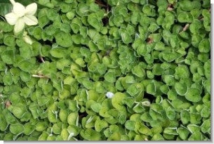 Dichondra Seed