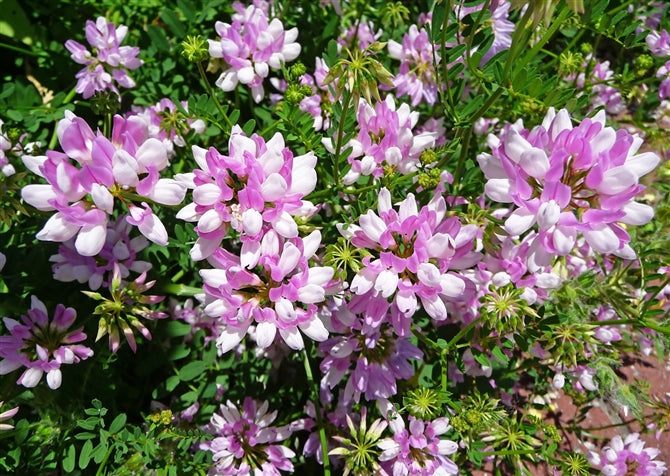 Crown Vetch Seed