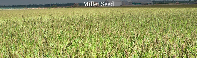 Millet Seed