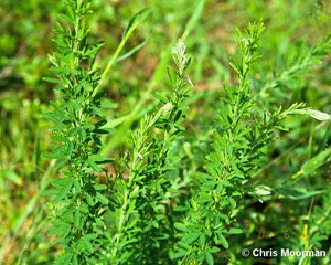 Sericea Lespedeza Seed (Hulled)